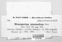 Colletotrichum gloeosporioides image